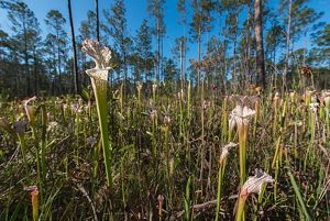 Bogs flora deals